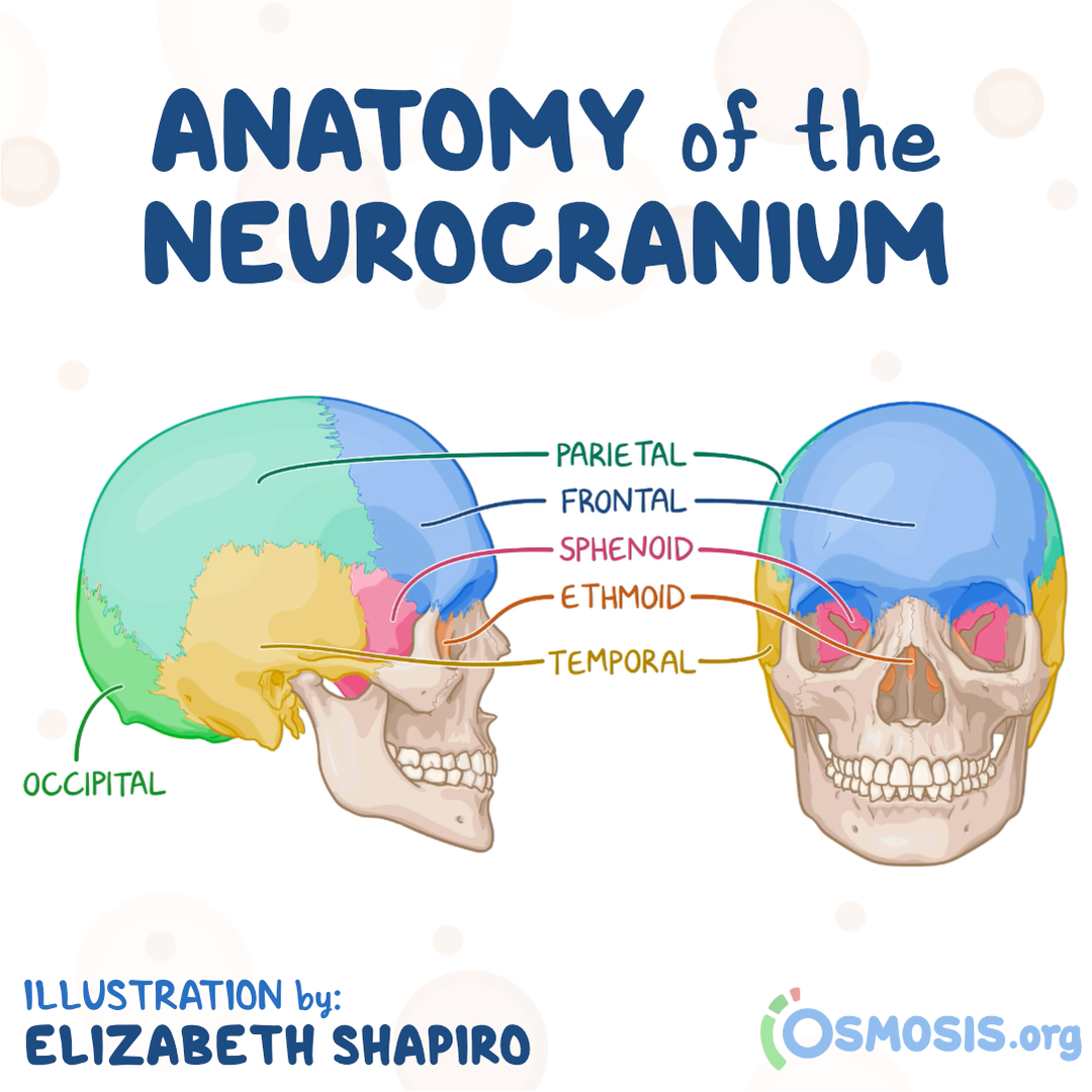 <p>Neurocranium</p>