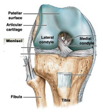 <p>Where is the lateral and medial menisci?</p>