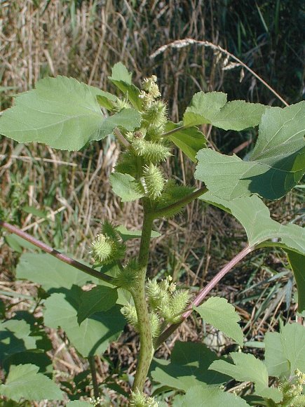 <p>Cocklebur</p>