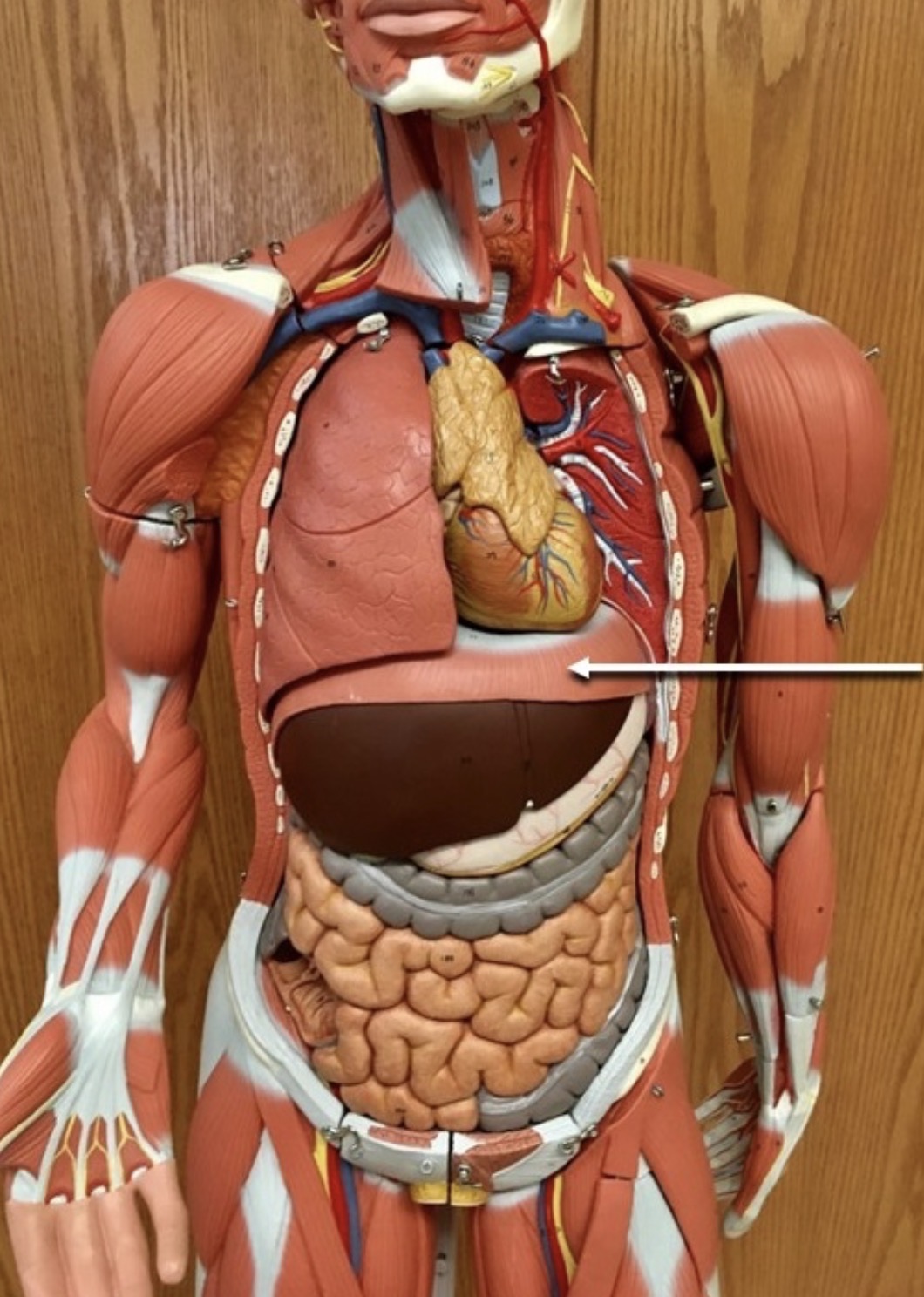 <p><span>Name the muscle labeled with the white arrow below:</span></p>
