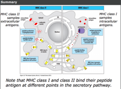 immunoproteasome is induced by interferons and degrades misfolded proteins synthesised by intracellular pathogens (virus) in the cytoplasm. it processes antigen into peptides. 

peptide is transported to endoplasmic reticulum (ER) from cytoplasm by TAP transporter 

peptide binding to MHCI occurs in the endoplasmic reticulum. 

 MHCI with peptide attached to cell surface transported to cell surface of nucleated cells via Golgi body. 

CD8 receptors of cytotoxic T cells recognise and bind peptides presented with MHCI at cell surface of nucleated cells.

MHCI requires peptide binding for cell surface expression.