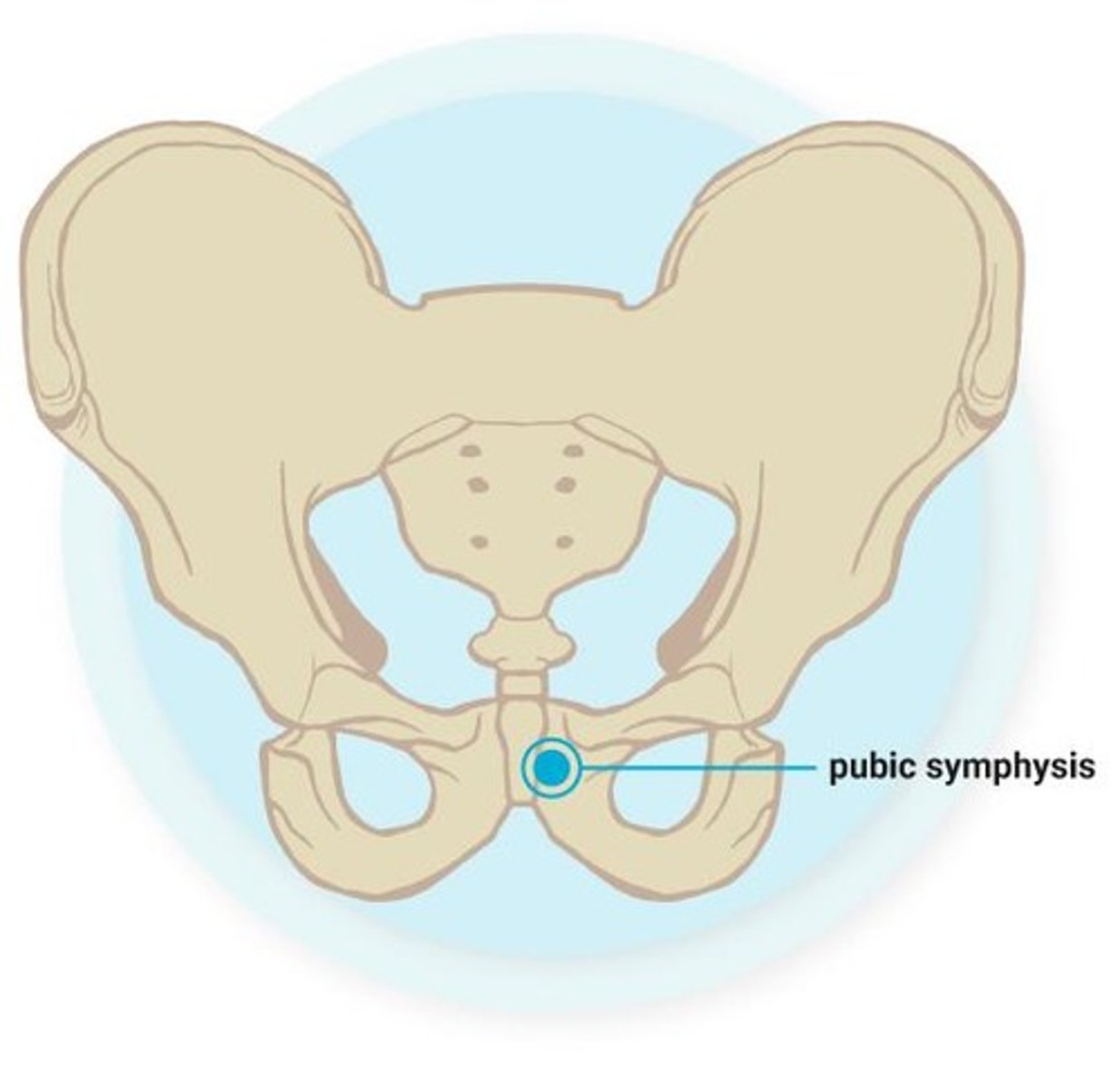 <p>Bony prominence on the ilium, part of the pelvis. Sartorius, inguinal ligament and tensor fascia latae all originate on the anterior superior iliac spine.</p>