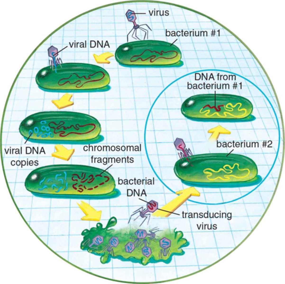 <p><u>Prokaryotic Cells</u></p><p>a method of bacterial genetic recombination that requires a vector, which is a virus that carries genetic material from one bacterium to another</p>