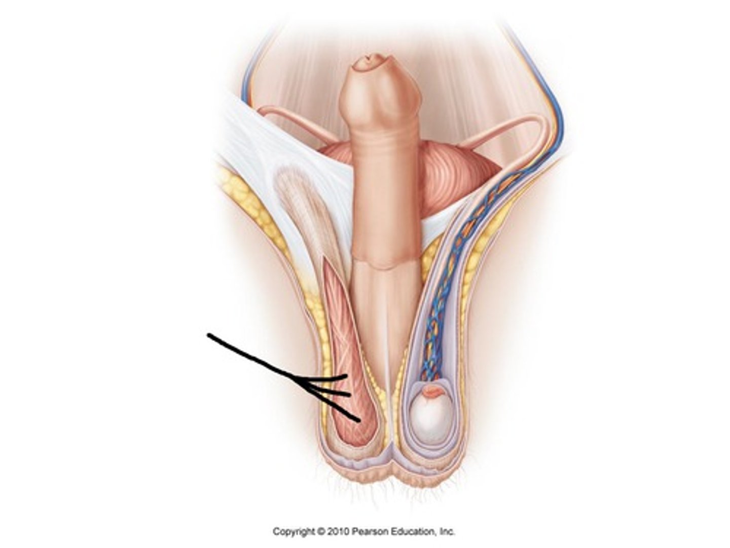 <p>elevates or suspends testes to control temp</p>