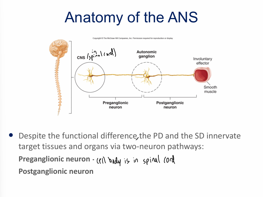 <ul><li><p>2 branches of ANS efferents</p><ul><li><p>parasympathetic division (PD)- rest and digest, homeostasis </p></li><li><p>sympathetic division (SD)- fight/flight </p></li></ul></li><li><p>work together when controlling visceral organs in a push-pull manner</p></li></ul><p></p><p>innervate= stimulate </p><p></p>