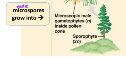 <p>in gymnosperms, what does the microspore grow into?</p>