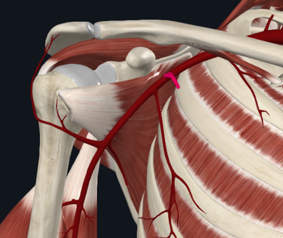 <p>What artery is this</p>