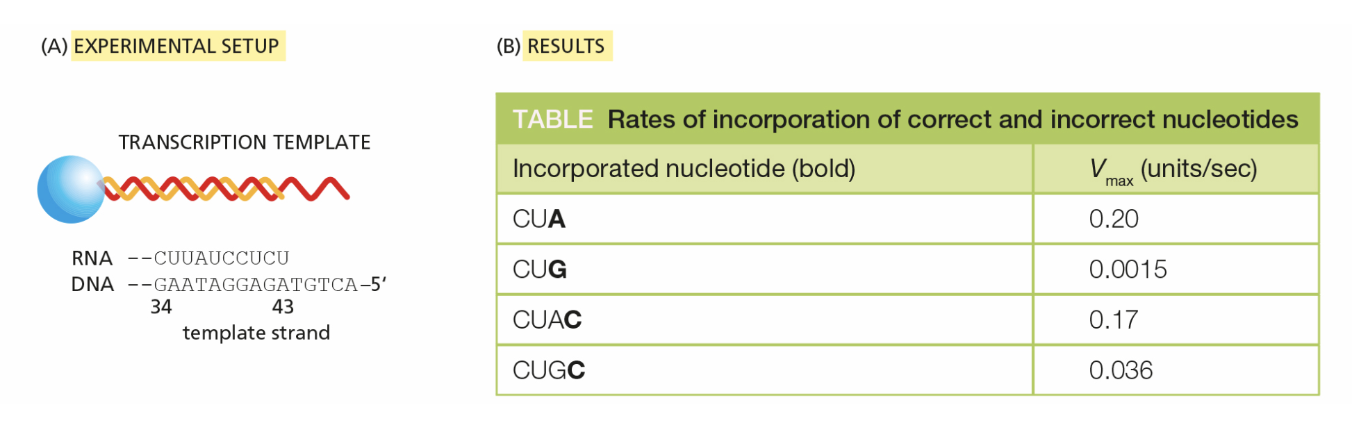 <p><span>To test whether RNA polymerase slows its rate of synthesis after adding an incorrect nucleotide, to allow time to proofread its product, scientists devised a clever technique to measure the rate of nucleotide incorporation. As shown in the figure Part A, they covalently attached a DNA template (red strand) for an RNA transcript (orange strand) to agarose beads (blue). The beads allowed the complex, including the RNA polymerase, to be removed from solution and washed.</span><br><br><span>By using a series of solutions containing just one or a couple of nucleotides, the RNA polymerase was “walked” along the template to the site shown in the figure. At that point, the RNA polymerase and the template were resuspended in a solution containing one nucleotide, and the rate of incorporation of that nucleotide was measured. The rates of incorporation of A and G at position +44 in the RNA strand are shown in the table, along with the measured rate of incorporation of the following C at position +45 after A or G was incorporated at position +44.</span><br><br><span>Does the presence of an incorrect nucleotide at position +44 influence the rate of addition of the next nucleotide at position +45? How can you tell?</span></p>