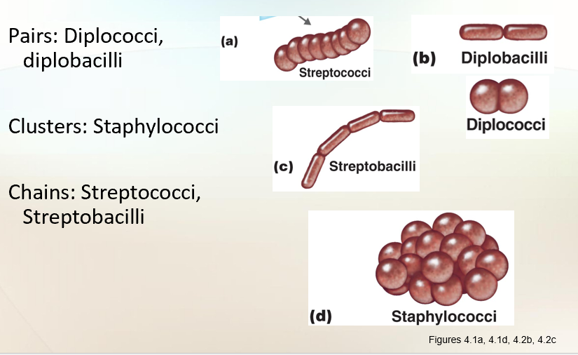 <ol start="3"><li><p><span style="background-color: transparent;"><strong>Coccus</strong> (spherical)<br><br></span></p></li></ol><p></p>