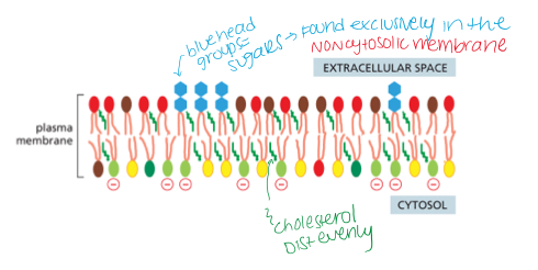 <p>because there are no flipasses that transfer glycolipids to the cytosolic side</p><p>When the glycolipid is delivered to the plasma membrane it displays the sugar to the EXTERIOR of the cell on the non cytosolic membrane</p><p>SUGARS FACE THE CELL EXTERIOR </p>