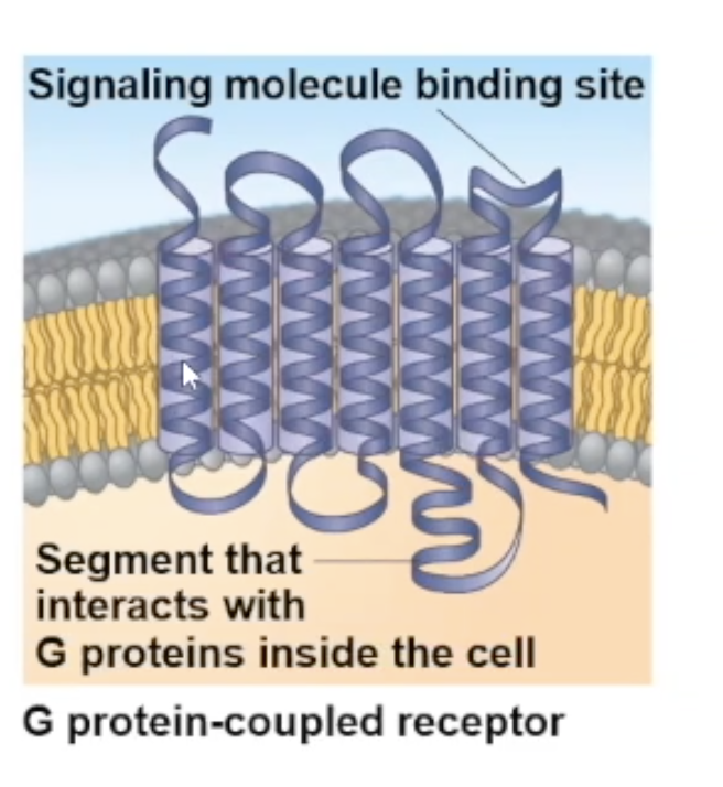 <ul><li><p>transmembrane receptors that get coupled with G proteins</p></li><li><p>Usually, the polypeptide chain of this receptor folds on itself 7 times through the membrane</p></li><li><p>largest family of cell surface receptors&nbsp;</p></li></ul><p></p>