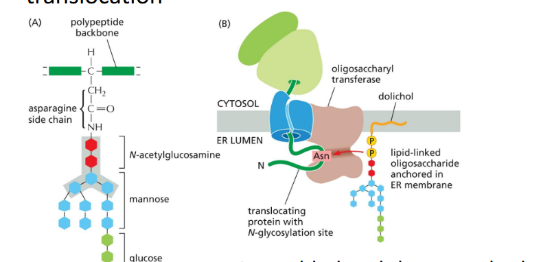 <p><strong>Definition:</strong> <br>a co-translational process where a preassembled oligosaccharide is transferred to nascent proteins, primarily through N-linked glycosylation.</p><p> <span data-name="small_blue_diamond" data-type="emoji">🔹</span> Key Features </p><ol><li><p><strong>N-linked Glycosylation</strong></p><ul><li><p>Occurs on <strong>asparagine residues</strong> within the consensus sequence Asn-X-Ser/Thr</p></li><li><p>Happens <strong>during translocation</strong> into the ER lumen</p></li></ul></li><li><p><strong>En Bloc Transfer</strong></p><ul><li><p>A <strong>14-sugar oligosaccharide</strong> is assembled on a lipid carrier (dolichol)</p></li><li><p>Transferred all at once to the protein</p></li></ul></li><li><p><strong>Initial Trimming in the ER</strong></p><ul><li><p><strong>Three glucose residues</strong> and <strong>one mannose</strong> are commonly removed</p></li><li><p>Trimming helps regulate folding and ER quality control</p></li></ul></li><li><p><strong>Further Modification</strong></p><ul><li><p>Additional processing occurs in the <strong>Golgi</strong>, generating glycan diversity</p></li></ul></li></ol><p></p>