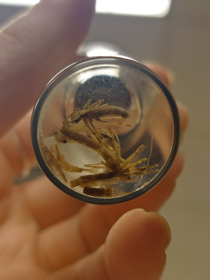<p>Lateral caudal gills longer than middle caudal gill</p><p>Long and slender body</p><p>First segment of antennae longer than rest of segments combined</p>
