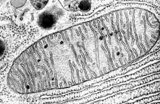 <p>what is this … ?</p>