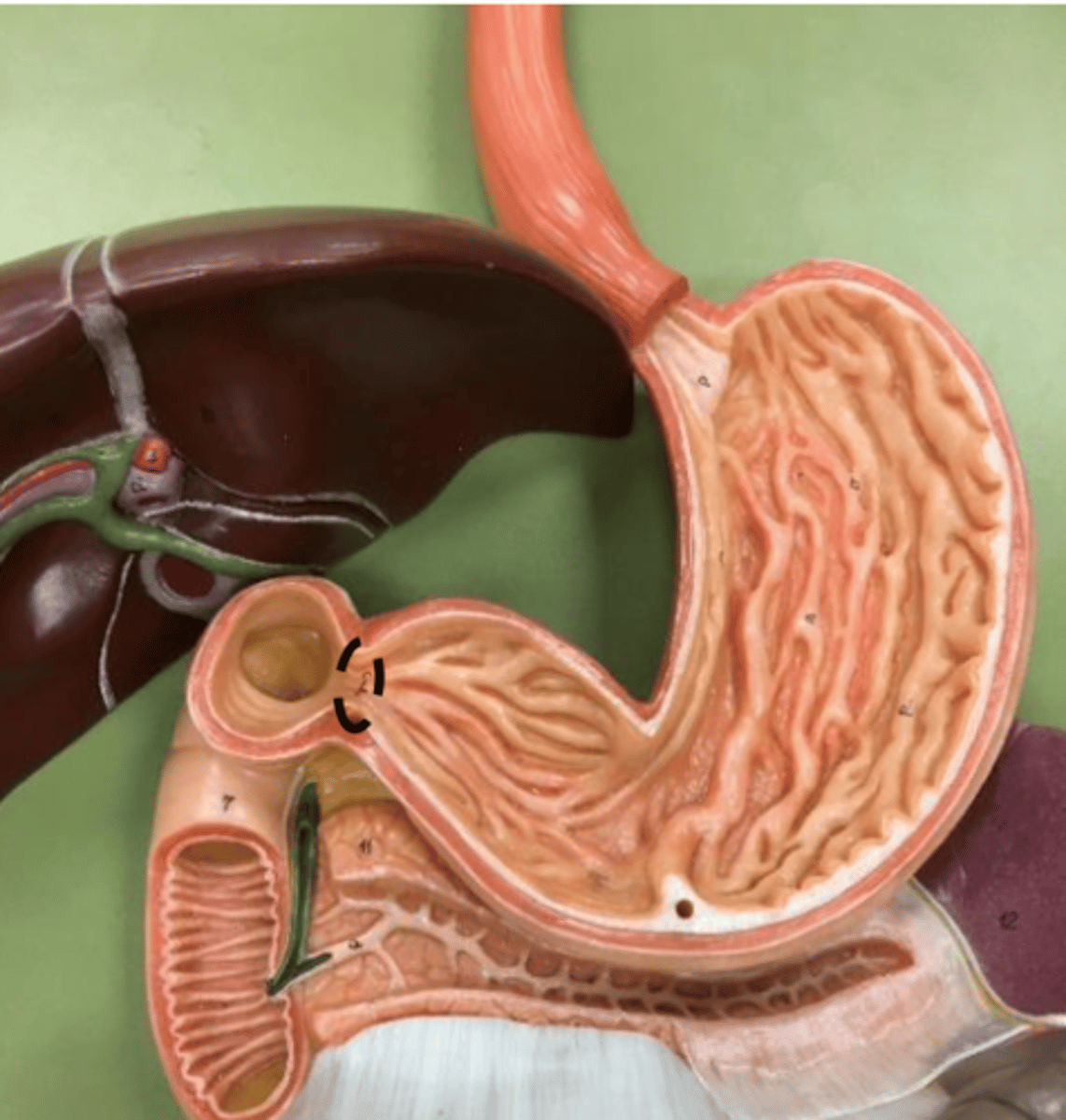 knowt flashcard image