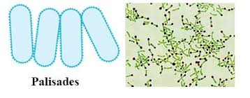 <p>clusters of bacilli </p>