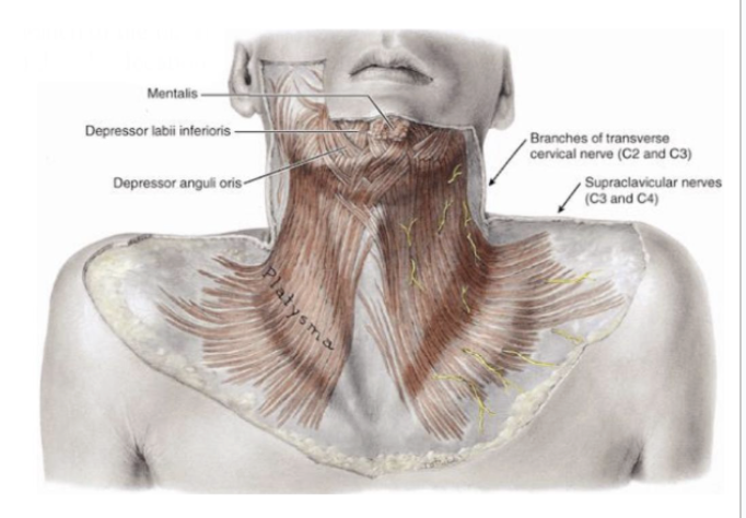 <ul><li><p><span>The soft connective tissue of the neck gets denser &amp; creates a generally vascular plane – used as surgical planes&nbsp;</span></p></li><li><p>2 types —</p><ul><li><p>Superficial fascia </p></li><li><p>Deep cervical fascia</p></li></ul></li></ul>