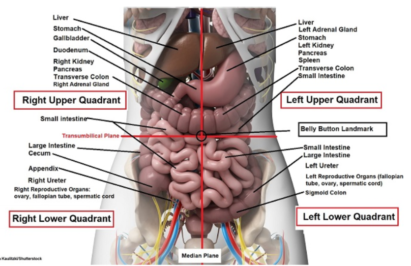 <p>Contains the liver, left adrenal gland, stomach, left kidney, pancreas, spleen, transverse colon, and small intestine.</p>