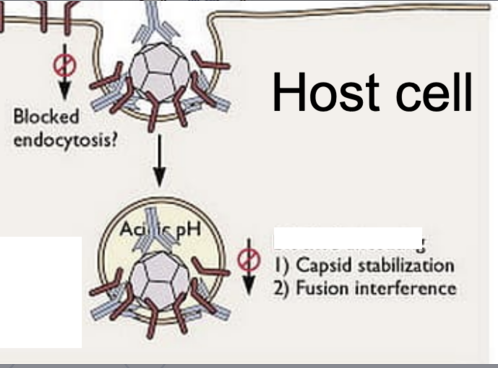 <p>antibodies inhibit the pathogen’s ability to uncoat its genome for replication</p>
