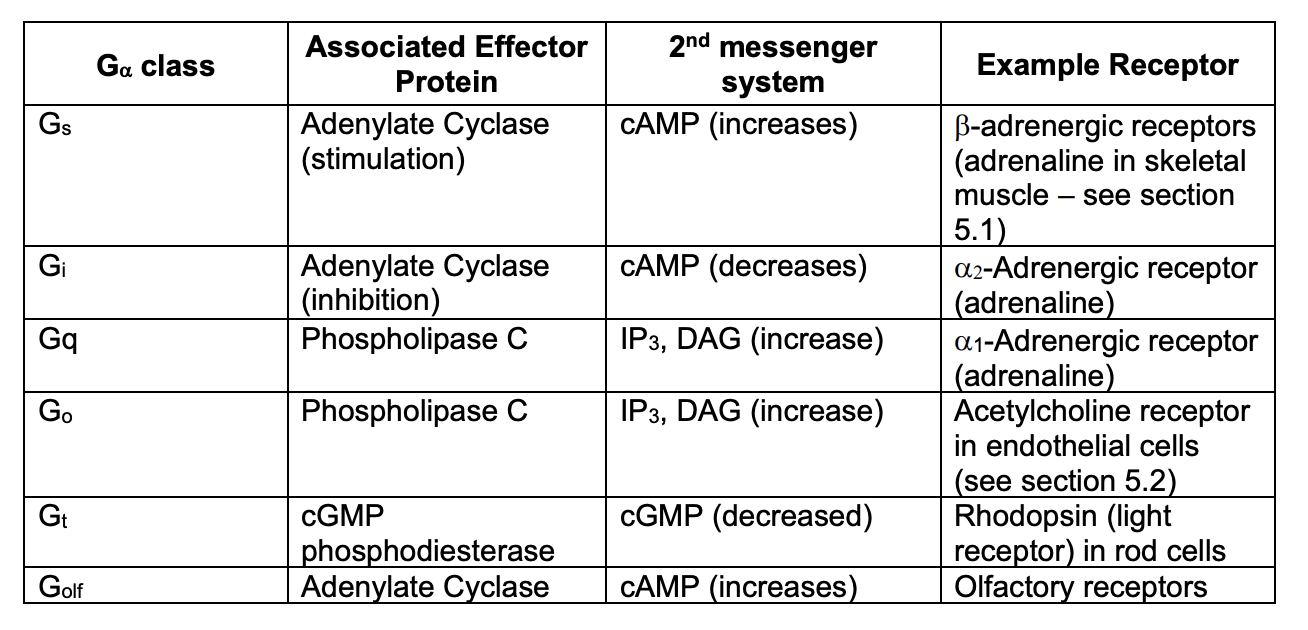 <ul><li><p>have different 2nd messenger</p></li><li><p>have different receptors</p></li><li><p>associated with different effector proteins</p><ul><li><p>Adenylate cyclase</p></li><li><p>phopholpase C</p></li><li><p>cGMP phosphodiesterase</p></li></ul></li></ul><p></p>