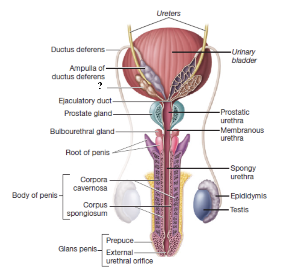 <p>paired exocrine glands posterior to the urinary bladder </p><ul><li><p>empty into the ejaculatory ducts </p></li><li><p>secretion is rich in fructose to nourish sperm and substances that enhance sperm motility </p></li></ul><p></p>
