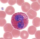 <p>large brick red granules. bilobed nucleus. found in response to allegories and parasitic worms.</p>