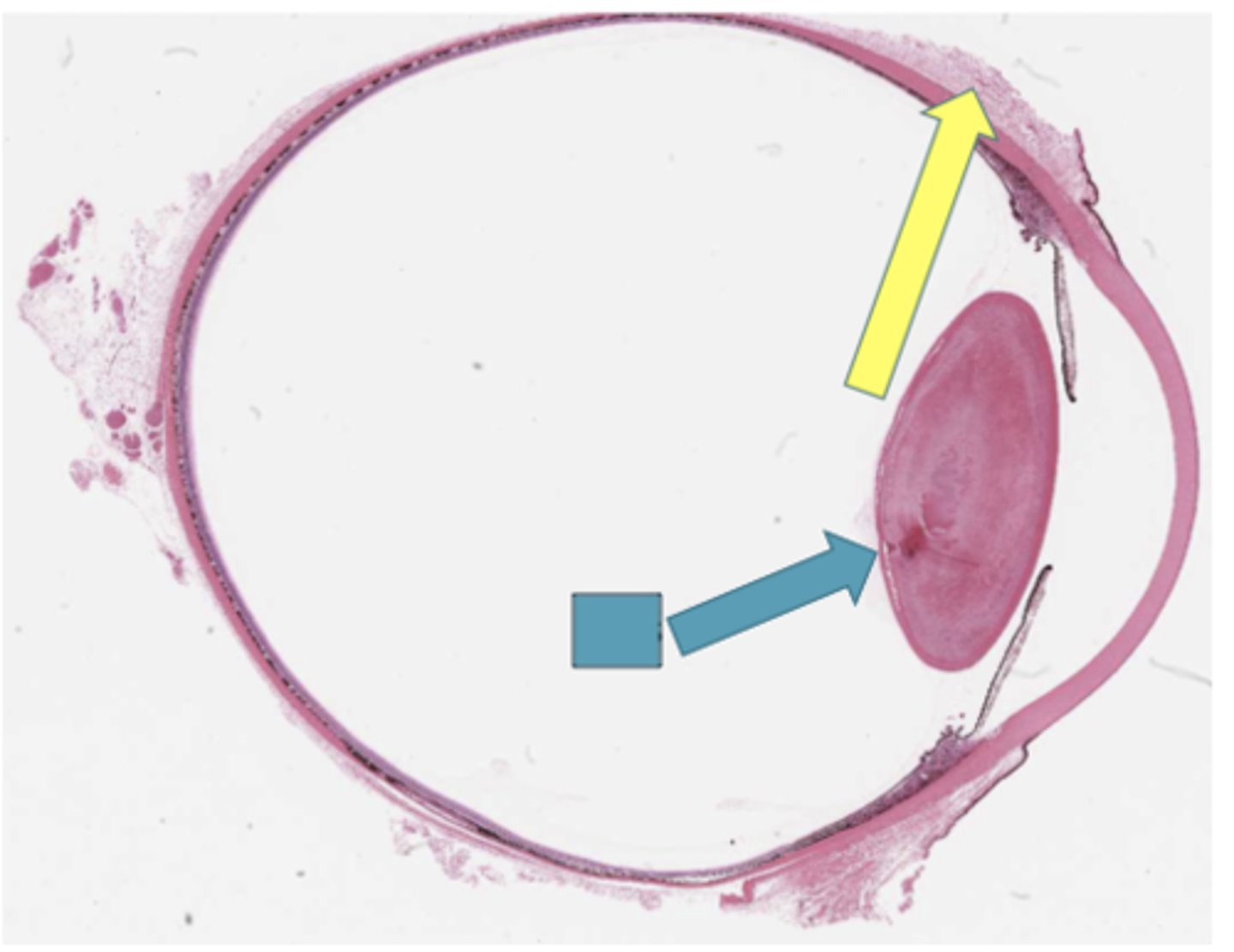 <p>Identify the general structure or layer (BLUE ARROW)</p>