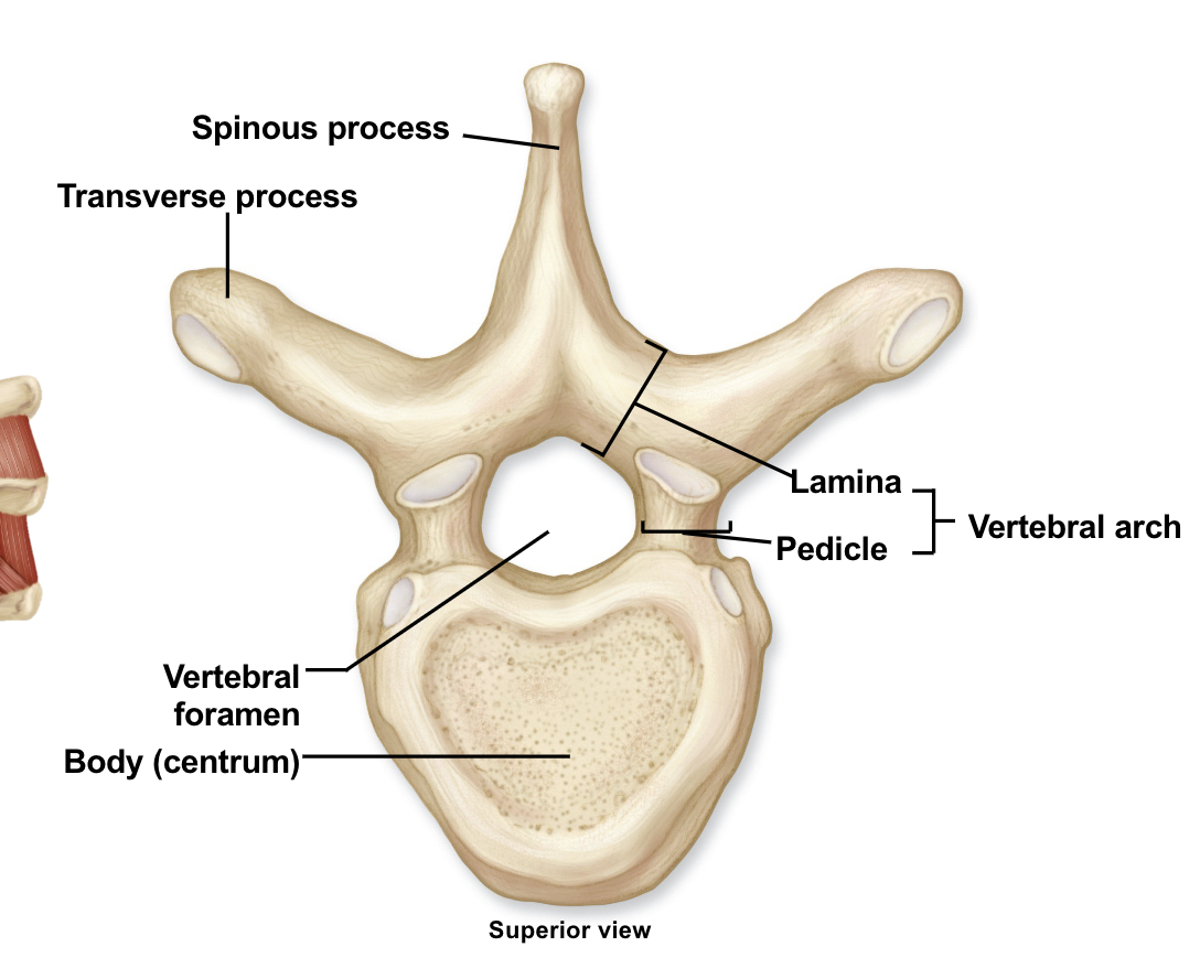 <p><span><span>two flat, arched plates of bone that form the posterior (back) roof of the vertebral arch</span></span></p>