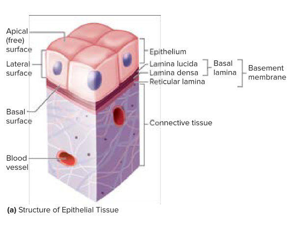 <p><span>Made up of two layers: <strong>basal lamina</strong> and<strong> reticular lamina</strong></span></p><ul><li><p><span>Can be further divided into lamina lucia and lamina densa.</span></p></li><li><p><span>Made up of extracellular material secreted by epithelial cells— important role in supporting/guiding cell migration in tissue repair.</span></p></li></ul><p></p>