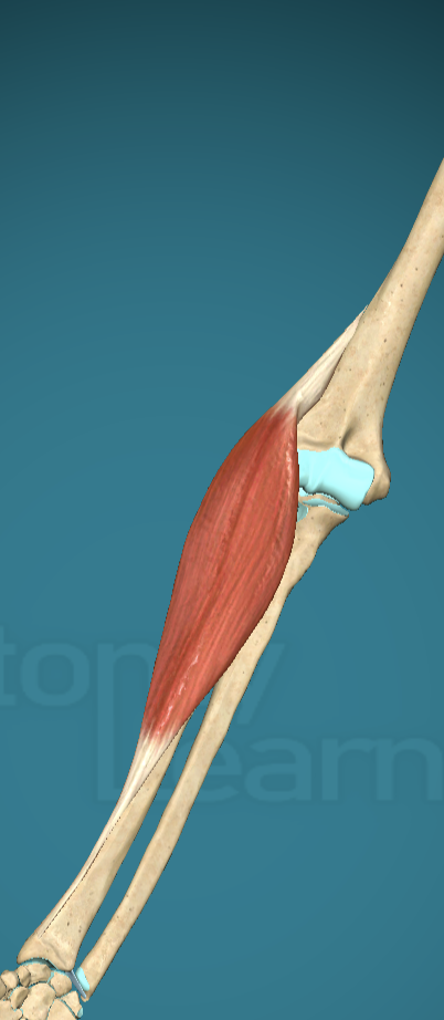 <p>Brachioradialis Insertion</p>