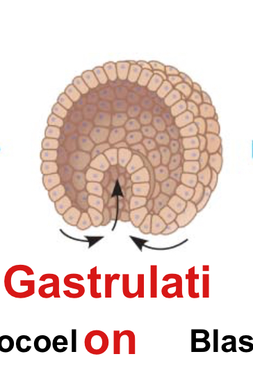 <p>Gastrulation</p>