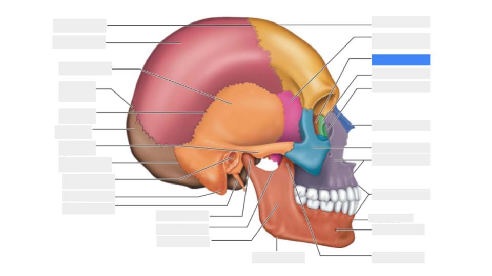 <p>Label the blue highlight</p>