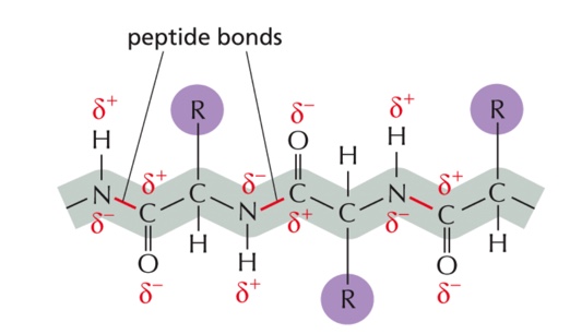 <p>The C-N backbone of polypeptides is </p><p>A. Hydrophilic </p><p>B. hydrophobic </p><p></p>