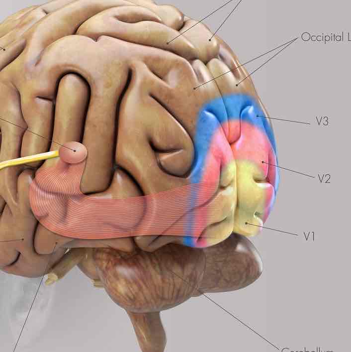 <p>What is the primary visual cortex (V1)?</p>