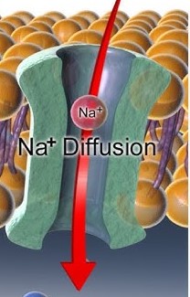 <p>Sodium (Na+) Diffusion:</p>