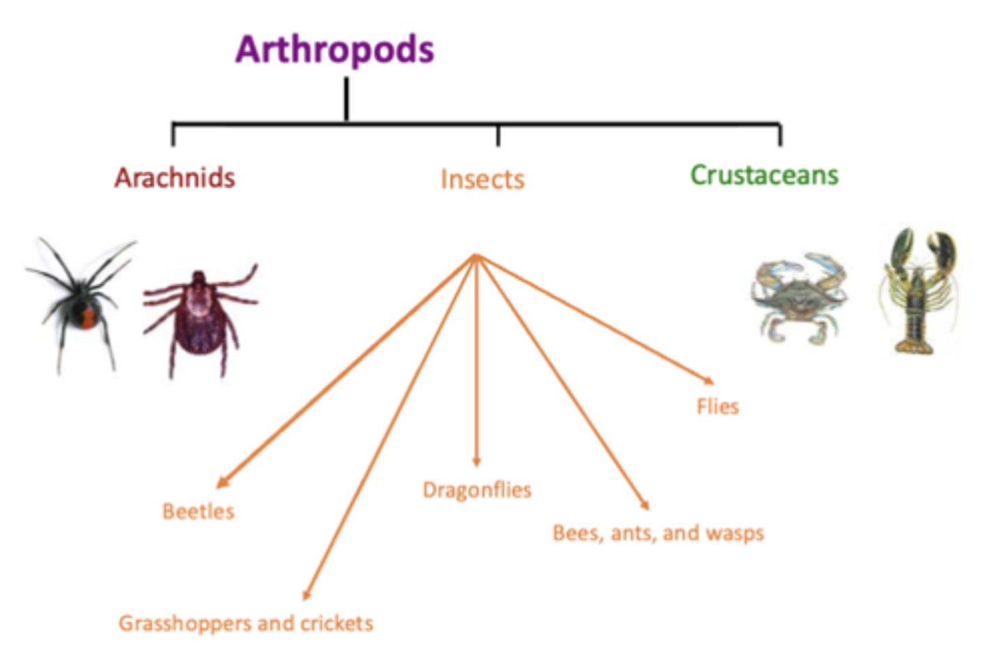 <p>Ticks are arachnids and external parasites which live by feeding on the blood of mammals, birds, and some reptiles and amphibians; arachnids are a class of arthropods that includes spiders, scorpions, mites, and ticks, characterized by their two-part body (cephalothorax and abdomen), at least four pairs of legs, and the absence of antennae or wings</p><p>-there are 900 species of tick and there are some on all continents, though majority of ticks don't feed on humans</p>