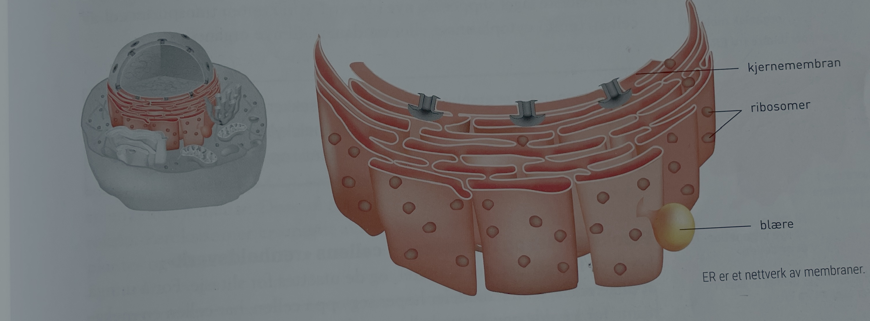 <p>Endoplasmatisk retikulum/nettverk</p><ul><li><p>nettverk av membraner fra kjernemembranen</p></li><li><p>produksjonssted og transportsystem</p></li></ul><ul><li><p>produserer proteiner, enzymer og fett</p></li><li><p>danner, transporterer og slipper fra seg transportblærer</p></li><li><p>bryter ned giftstoffer</p></li><li><p>ru ER er deler av ER dekket av ribosomer, resten er glatt ER</p></li><li><p>i ru ER slippes polypeptider inn og foldes til proteiner</p></li><li><p>i glatt ER produseres bl.a organiske molekyler, fettsyrer, fosfolipider og hormoner</p><ul><li><p>viktig for nedbryting av legemidler og giftstoffer</p></li></ul></li></ul><p></p>