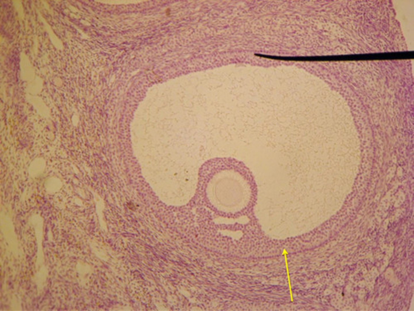 <p>Which cells secrete estrogen?</p>