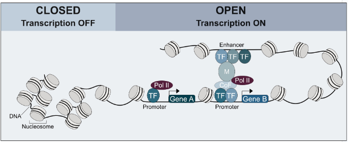 <p>what step of eukaryotic gene regulation does this picture represent?</p>