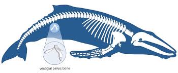 <p>Vestigial Structures</p>