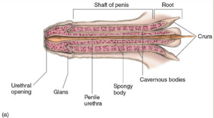 <p>Root</p>