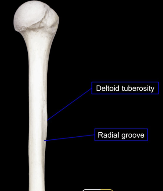 <p>Deltoid tuberosity, radial groove</p>