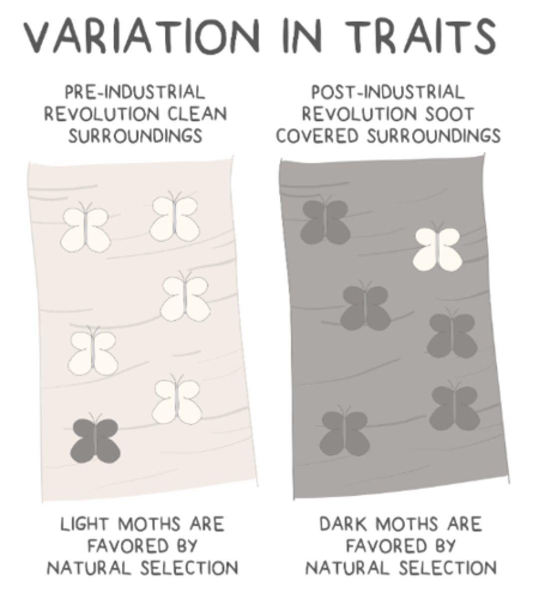 <p>heritable traits; fitness</p>