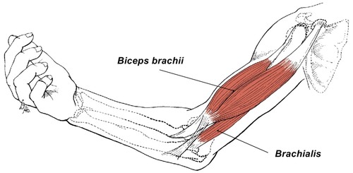 biceps brachii, brachialis, brachioradialis