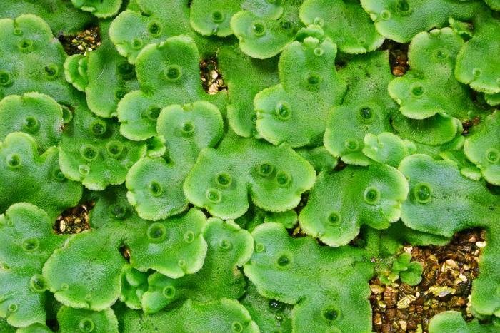 <p>flat, related to moss, tiny, fleshy</p>