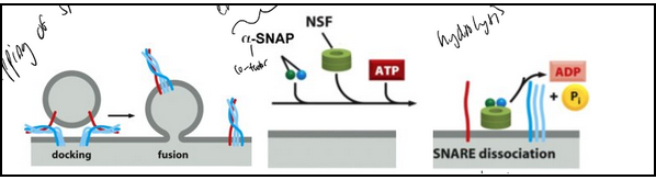 <ul><li><p><strong>Key Players:</strong></p><ul><li><p><strong>SNAREs (SNAP receptors):</strong> mediate membrane fusion.</p></li><li><p><strong>NSF (N-ethylmaleimide sensitive factor):</strong> AAA ATPase that hydrolyzes ATP to dissociate SNAREs.</p></li><li><p><strong>α-SNAP (Soluble NSF Attachment Protein):</strong> binds SNAREs and recruits NSF.</p></li><li><p><strong>NEM:</strong> inhibits NSF by modifying cysteine residues.</p></li></ul></li><li><p><strong>Mechanism (“Socket and Wrench”):</strong></p><ol><li><p>α-SNAP binds assembled SNAREs (the “socket”).</p></li><li><p>NSF (the “wrench”) hydrolyzes ATP repeatedly, pulling apart SNARE complexes.</p></li></ol></li><li><p><strong>NSF Structure:</strong> Hexamer of identical subunits.</p></li></ul><p><strong>Key Concept:</strong> ATP-driven disassembly by NSF/α-SNAP resets SNAREs for another round of membrane fusion.</p>