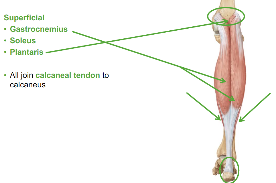 <p>Superficial</p><ul><li><p>Gastrocnemius</p></li><li><p>Soleus</p></li><li><p>Plantaris</p></li></ul>