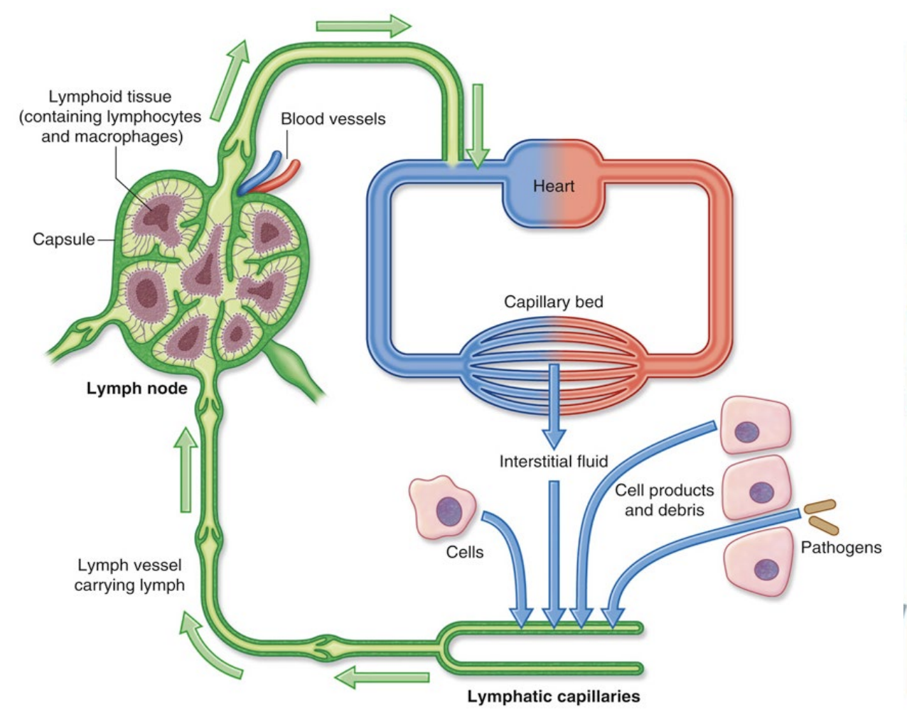 <p>Situated between lymph capillaries &amp; the heart.</p><ul><li><p>Filters out foreign bodies within the lymph</p></li><li><p>Within these nodes are <strong><em><u>lymphocytes</u></em></strong> - macrophages and other white blood cells</p></li></ul><p></p>
