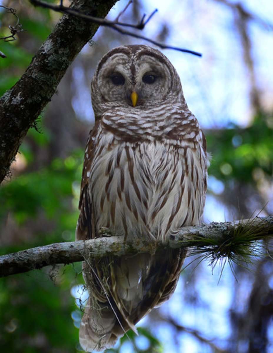 <p>Strigiformes</p><p>Strigidae</p>
