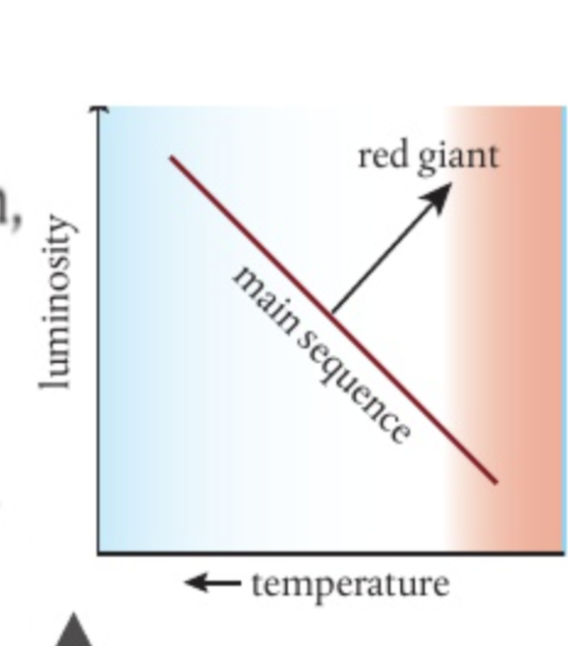 <p>goes to red giant </p><p>as hydrogen fuses helium, the heavier helium sinks to the core, which is the densest and hottest part of star. Hydrogen fusion continous until pressure and temperature are no longer great enough and fusion slows. this causes the core to stop collapsing as hydrostatic equilibrium is broken. This collapse increases core temperatures, heating the outer layer of the star causing expansion</p>